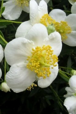 Elizabeth Bush Anemone (Carpentaria Californica) - 5 Gallon Pot -Garden Supplies Sales 2024 carpentaria californica elizabeth bush anemone 3