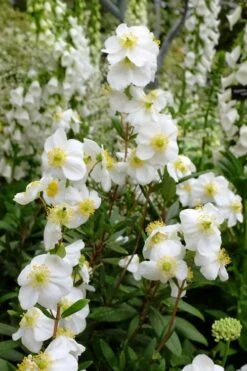 Elizabeth Bush Anemone (Carpentaria Californica) - 5 Gallon Pot -Garden Supplies Sales 2024 carpentaria californica elizabeth bush anemone 6