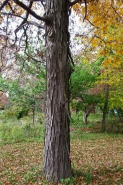 Shagbark Hickory Tree (Carya Ovata) - 3 Gallon Pot -Garden Supplies Sales 2024 carya ovata shagbark hickory tree 1