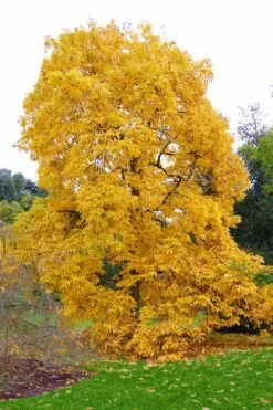 Shagbark Hickory Tree (Carya Ovata) - 3 Gallon Pot -Garden Supplies Sales 2024 carya ovata shagbark hickory tree 3