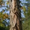 Shagbark Hickory Tree (Carya Ovata) - 3 Gallon Pot -Garden Supplies Sales 2024 carya ovata shagbark hickory tree bark 1