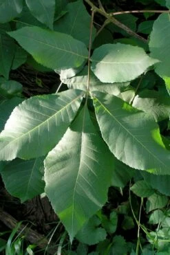 Shagbark Hickory Tree (Carya Ovata) - 3 Gallon Pot -Garden Supplies Sales 2024 carya ovata shagbark hickory tree leaves 3