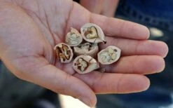 Shagbark Hickory Tree (Carya Ovata) - 3 Gallon Pot -Garden Supplies Sales 2024 carya ovata shagbark hickory tree nuts 4