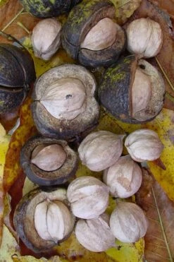 Shagbark Hickory Tree (Carya Ovata) - 3 Gallon Pot -Garden Supplies Sales 2024 carya ovata shagbark hickory tree nuts 5