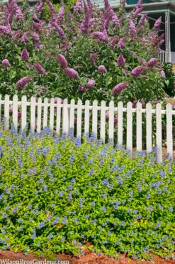 Beekeeper Blue Mist Shrub (Caryopteris) - 3 Gallon Pot -Garden Supplies Sales 2024 caryopteris beekeeper bluebeard 5