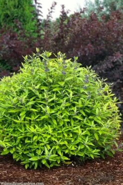 Beekeeper Blue Mist Shrub (Caryopteris) - 3 Gallon Pot -Garden Supplies Sales 2024 caryopteris beekeeper bluebeard 6