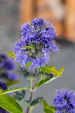 Beekeeper Blue Mist Shrub (Caryopteris) - 3 Gallon Pot -Garden Supplies Sales 2024 caryopteris beeker bluebeard 2
