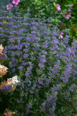 Beyond Midnight Blue Mist Shrub (Caryopteris) - 3 Gallon Pot -Garden Supplies Sales 2024 caryopteris beyond midnight blue mist shrub 1