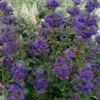 Beyond Midnight Blue Mist Shrub (Caryopteris) - 3 Gallon Pot -Garden Supplies Sales 2024 caryopteris beyond midnight blue mist shrub 10
