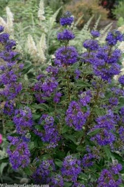 Beyond Midnight Blue Mist Shrub (Caryopteris) - 3 Gallon Pot