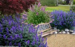 Beyond Midnight Blue Mist Shrub (Caryopteris) - 3 Gallon Pot -Garden Supplies Sales 2024 caryopteris beyond midnight blue mist shrub 7