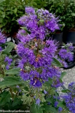 Beyond Midnight Blue Mist Shrub (Caryopteris) - 3 Gallon Pot -Garden Supplies Sales 2024 caryopteris beyond midnight blue mist shrub 9