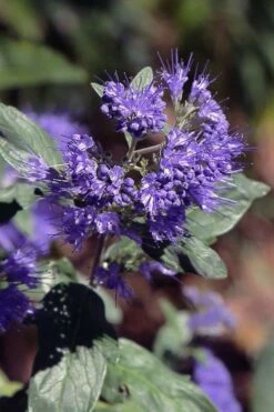Dark Knight Blue Mist Shrub (Caryopteris) - 3 Gallon Pot -Garden Supplies Sales 2024 caryopteris clandonensis dark knight blue mist shrub 1