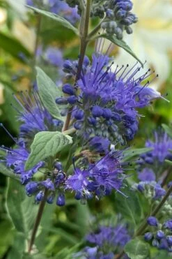 Dark Knight Blue Mist Shrub (Caryopteris) - 3 Gallon Pot -Garden Supplies Sales 2024 caryopteris clandonensis dark knight blue mist shrub 3