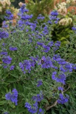 Dark Knight Blue Mist Shrub (Caryopteris) - 3 Gallon Pot -Garden Supplies Sales 2024 caryopteris clandonensis dark knight blue mist shrub 6