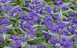 Dark Knight Blue Mist Shrub (Caryopteris) - 3 Gallon Pot -Garden Supplies Sales 2024 caryopteris clandonensis dark knight blue mist shrub 7