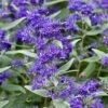 Dark Knight Blue Mist Shrub (Caryopteris) - 3 Gallon Pot -Garden Supplies Sales 2024 caryopteris clandonensis dark knight blue mist shrub 8