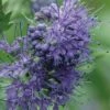 Longwood Blue Blue Mist Shrub (Caryopteris) - 3 Gallon Pot -Garden Supplies Sales 2024 caryopteris clandonensis longwood blue blue mist shrub 1 1