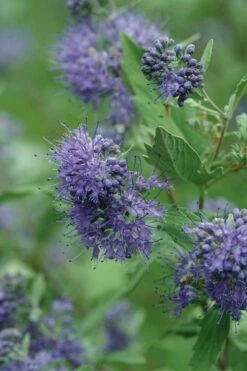 Longwood Blue Blue Mist Shrub (Caryopteris) - 3 Gallon Pot -Garden Supplies Sales 2024 caryopteris clandonensis longwood blue blue mist shrub 3 1