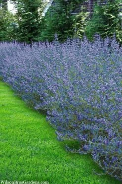 Longwood Blue Blue Mist Shrub (Caryopteris) - 3 Gallon Pot -Garden Supplies Sales 2024 caryopteris clandonensis longwood blue blue mist shrub 5 1