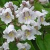 Southern Catalpa Tree - 3 Gallon Pot -Garden Supplies Sales 2024 catalpa bignonioides catawba tree 1