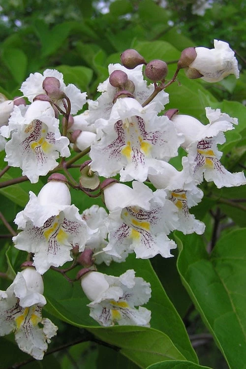 Southern Catalpa Tree - 3 Gallon Pot Southern Catalpa Tree - 3 Gallon Pot -Garden Supplies Sales 2024 catalpa bignonioides catawba tree 1