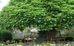 Southern Catalpa Tree - 3 Gallon Pot 8 Southern Catalpa Tree - 3 Gallon Pot -Garden Supplies Sales 2024 catalpa bignonioides catawba tree 3