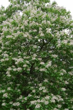 Southern Catalpa Tree - 3 Gallon Pot 9 Southern Catalpa Tree - 3 Gallon Pot -Garden Supplies Sales 2024 catalpa bignonioides catawba tree 4