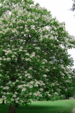 Southern Catalpa Tree - 3 Gallon Pot 5 Southern Catalpa Tree - 3 Gallon Pot -Garden Supplies Sales 2024 catalpa bignonioides catawba tree 5