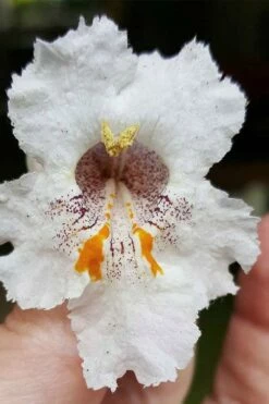 Southern Catalpa Tree - 3 Gallon Pot 6 Southern Catalpa Tree - 3 Gallon Pot -Garden Supplies Sales 2024 catalpa bignonioides catawba tree 7