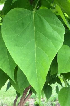 Southern Catalpa Tree - 3 Gallon Pot 7 Southern Catalpa Tree - 3 Gallon Pot -Garden Supplies Sales 2024 catalpa bignonioides southern catawba tree 8