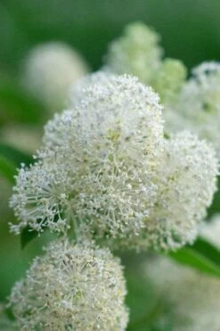 New Jersey Tea Plant (Ceanothus Americanus) - 3 Gallon Pot -Garden Supplies Sales 2024 ceanothus americanus new jersey tea plant 12