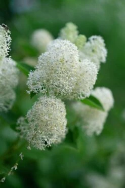 New Jersey Tea Plant (Ceanothus Americanus) - 3 Gallon Pot -Garden Supplies Sales 2024 ceanothus americanus new jersey tea plant 13