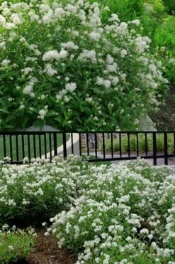 New Jersey Tea Plant (Ceanothus Americanus) - 3 Gallon Pot -Garden Supplies Sales 2024 ceanothus americanus new jersey tea plant 14