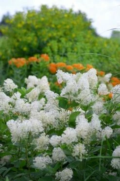 New Jersey Tea Plant (Ceanothus Americanus) - 3 Gallon Pot -Garden Supplies Sales 2024 ceanothus americanus new jersey tea plant 16