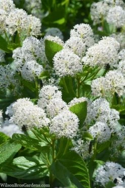 New Jersey Tea Plant (Ceanothus Americanus) - 3 Gallon Pot -Garden Supplies Sales 2024 ceanothus americanus new jersey tea plant 18