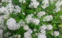 New Jersey Tea Plant (Ceanothus Americanus) - 3 Gallon Pot -Garden Supplies Sales 2024 ceanothus americanus new jersey tea plant 7