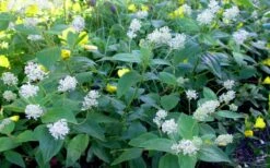 New Jersey Tea Plant (Ceanothus Americanus) - 3 Gallon Pot -Garden Supplies Sales 2024 ceanothus americanus new jersey tea plant 9