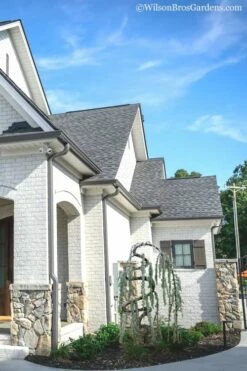 Serpentine Weeping Blue Atlas Cedar - 5 Gallon Pot -Garden Supplies Sales 2024 cedar blue atlas serpentine 11