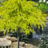Gold Cascade Deodar Cedar (Single Trunk Topiary Tree)- 7 Gallon Pot -Garden Supplies Sales 2024 cedrus deodara gold cascade single trunk tree form topiary 2