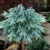 Divinely Blue Deodar Cedar Tree (Single Trunk Topiary) - 3 Gallon Pot -Garden Supplies Sales 2024 cedrus deodora divinely blue topiary tree 100