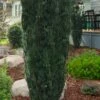 Upright Japanese Plum Yew - Cephalotaxus Harringtonia 'Fastigiata' - 6 Pack Of 1 Gallon Pots -Garden Supplies Sales 2024 cephalotaxus harringtonia fastigiata upright japanese plum yew 100
