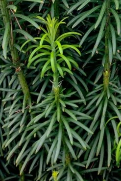Upright Japanese Plum Yew - Cephalotaxus Harringtonia 'Fastigiata' - 1 Gallon Pot -Garden Supplies Sales 2024 cephalotaxus harringtonia fastigiata upright japanese plum yew 101 1