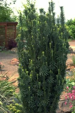 Upright Japanese Plum Yew - Cephalotaxus Harringtonia 'Fastigiata' - 1 Gallon Pot -Garden Supplies Sales 2024 cephalotaxus harringtonia fastigiata upright japanese plum yew 102 1