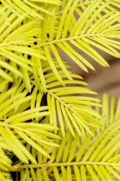 Golden Dragon Plum Yew (Cephalotaxus Harringtonia) - 3 Gallon Pot -Garden Supplies Sales 2024 cephalotaxus harringtonia golden dragon japanese yew 22