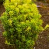 Korean Gold Plum Yew (Cephalotaxus) - 3 Gallon Pot -Garden Supplies Sales 2024 cephalotaxus harringtonia korean gold japanese yew 11