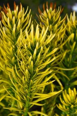 Korean Gold Plum Yew (Cephalotaxus) - 3 Gallon Pot -Garden Supplies Sales 2024 cephalotaxus harringtonia korean gold japanese yew 13