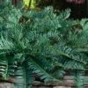 Creeping Japanese Plum Yew (Cephalotaxus Harringtonia 'Prostrata') - 6 Pack Of 1 Gallon Pots