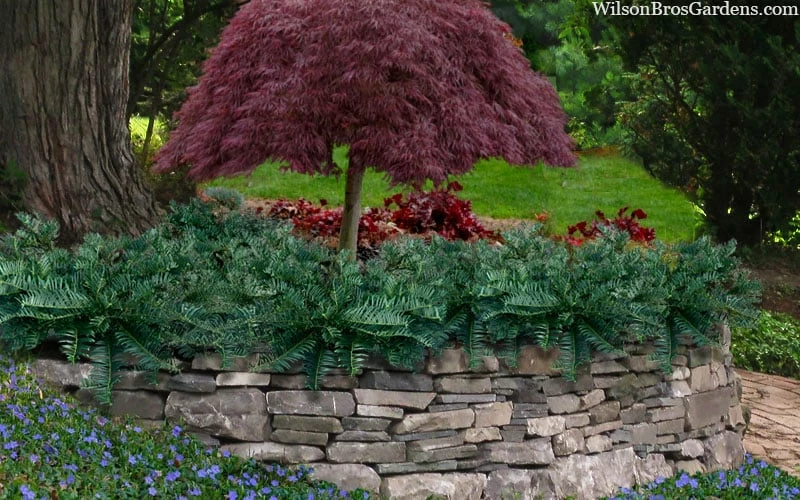 Creeping Japanese Plum Yew (Cephalotaxus harringtonia 'Prostrata') - 1 Gallon Pot Creeping Japanese Plum Yew (Cephalotaxus Harringtonia 'Prostrata') - 1 Gallon Pot -Garden Supplies Sales 2024 cephalotaxus harringtonia prostrata creeping japanese yew 33 2