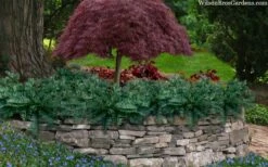 Creeping Japanese Plum Yew (Cephalotaxus Harringtonia 'Prostrata') - 3 Gallon Pot -Garden Supplies Sales 2024 cephalotaxus harringtonia prostrata creeping japanese yew 33